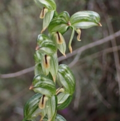 Bunochilus montanus (ACT) = Pterostylis jonesii (NSW) (Montane Leafy Greenhood) at Mount Jerrabomberra QP - 8 Oct 2022 by AnneG1