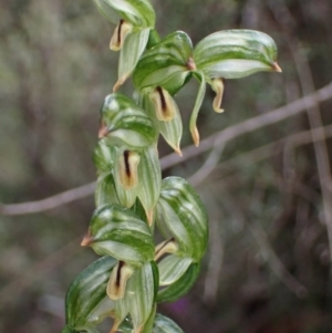 Bunochilus montanus at Jerrabomberra, NSW - 8 Oct 2022