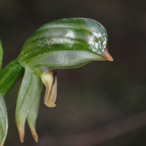 Bunochilus montanus at Jerrabomberra, NSW - 8 Oct 2022