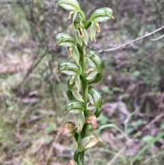 Bunochilus montanus at Jerrabomberra, NSW - 8 Oct 2022