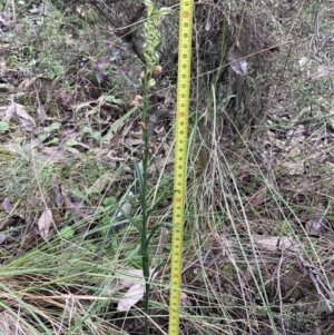 Bunochilus montanus at Jerrabomberra, NSW - 8 Oct 2022