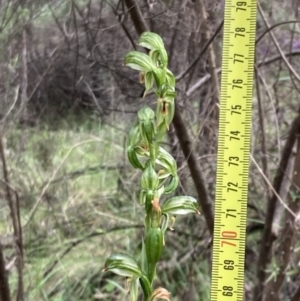 Bunochilus montanus at Jerrabomberra, NSW - 8 Oct 2022