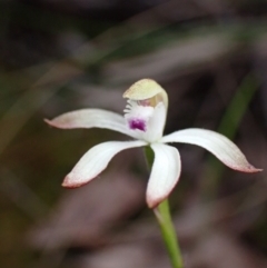 Caladenia ustulata (Brown Caps) at Mount Jerrabomberra - 8 Oct 2022 by AnneG1