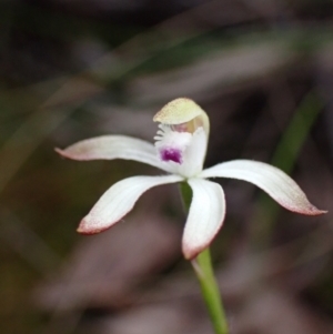 Caladenia ustulata at Jerrabomberra, NSW - 8 Oct 2022