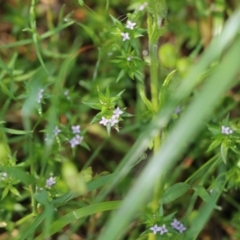 Sherardia arvensis (Field Madder) at Wodonga, VIC - 8 Oct 2022 by KylieWaldon