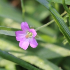 Geranium retrorsum (Grassland Cranesbill) at Wodonga, VIC - 8 Oct 2022 by KylieWaldon