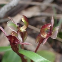 Chiloglottis trapeziformis (Diamond Ant Orchid) at Jerrabomberra, NSW - 8 Oct 2022 by AnneG1