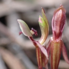 Chiloglottis trapeziformis at Jerrabomberra, NSW - 8 Oct 2022