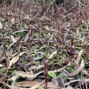 Chiloglottis trapeziformis at Jerrabomberra, NSW - 8 Oct 2022