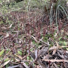 Chiloglottis trapeziformis at Jerrabomberra, NSW - 8 Oct 2022