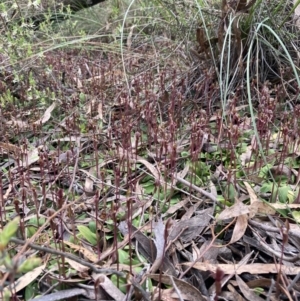 Chiloglottis trapeziformis at Jerrabomberra, NSW - 8 Oct 2022