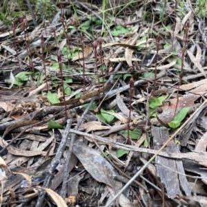 Chiloglottis trapeziformis at Jerrabomberra, NSW - 8 Oct 2022