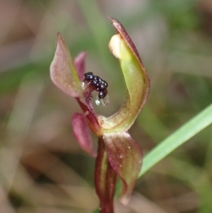 Chiloglottis trapeziformis at Jerrabomberra, NSW - 8 Oct 2022