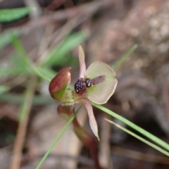 Chiloglottis trapeziformis at Jerrabomberra, NSW - 8 Oct 2022