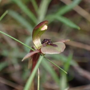 Chiloglottis trapeziformis at Jerrabomberra, NSW - 8 Oct 2022