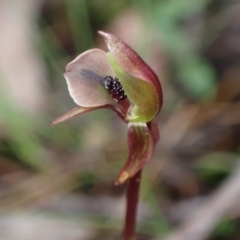 Chiloglottis trapeziformis at Jerrabomberra, NSW - 8 Oct 2022