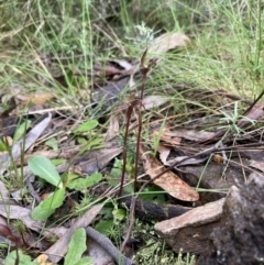 Chiloglottis trapeziformis at Jerrabomberra, NSW - suppressed