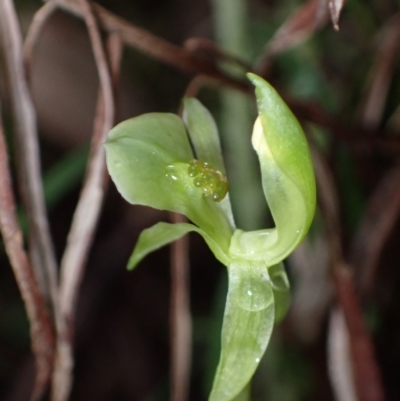 Chiloglottis trapeziformis (Diamond Ant Orchid) at Jerrabomberra, NSW - 8 Oct 2022 by AnneG1