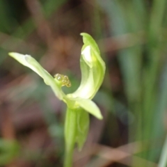 Chiloglottis trapeziformis at Jerrabomberra, NSW - 8 Oct 2022