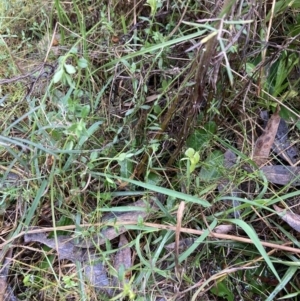 Chiloglottis trapeziformis at Jerrabomberra, NSW - 8 Oct 2022