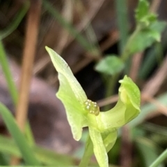 Chiloglottis trapeziformis at Jerrabomberra, NSW - 8 Oct 2022