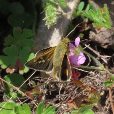 Trapezites luteus (Yellow Ochre, Rare White-spot Skipper) at Tuggeranong Hill - 2 Oct 2022 by owenh