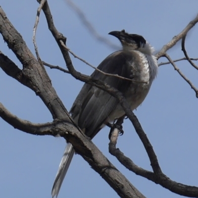 Philemon corniculatus (Noisy Friarbird) at Forde, ACT - 3 Oct 2022 by mbmiyagi