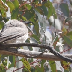 Philemon corniculatus (Noisy Friarbird) at Throsby, ACT - 3 Oct 2022 by mbmiyagi