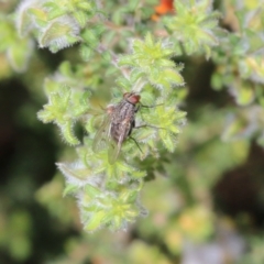 Helina sp. (genus) (Muscid fly) at Wodonga, VIC - 8 Oct 2022 by KylieWaldon