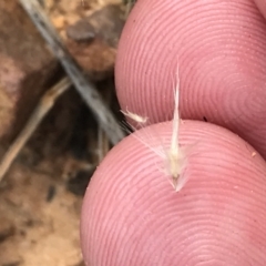 Rytidosperma fulvum at Acton, ACT - 4 Sep 2022 01:56 PM