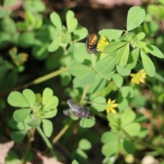 Trifolium dubium (Yellow Suckling Clover) at Wodonga, VIC - 9 Oct 2022 by KylieWaldon