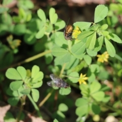 Trifolium dubium (Yellow Suckling Clover) at Wodonga, VIC - 8 Oct 2022 by KylieWaldon