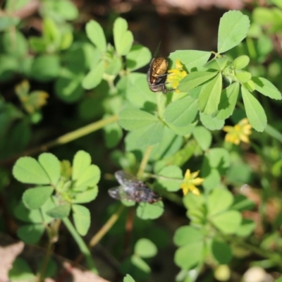 Trifolium dubium (Yellow Suckling Clover) at Wodonga, VIC - 9 Oct 2022 by KylieWaldon