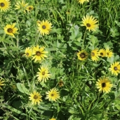 Arctotheca calendula (Capeweed, Cape Dandelion) at Wodonga, VIC - 9 Oct 2022 by KylieWaldon