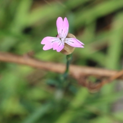 Petrorhagia sp. at Wodonga, VIC - 8 Oct 2022 by KylieWaldon