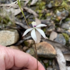 Caladenia ustulata (Brown Caps) at Jerrabomberra, NSW - 9 Oct 2022 by Mavis