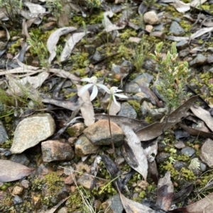 Caladenia ustulata at Jerrabomberra, NSW - 9 Oct 2022