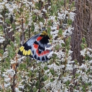 Delias harpalyce at Stromlo, ACT - 9 Oct 2022