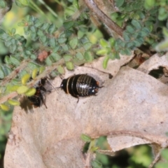 Ellipsidion sp. (genus) (A diurnal cockroach) at Wodonga, VIC - 8 Oct 2022 by KylieWaldon