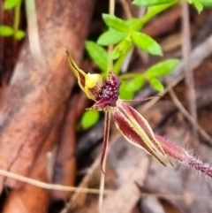 Caladenia actensis (Canberra Spider Orchid) at Hackett, ACT by evab