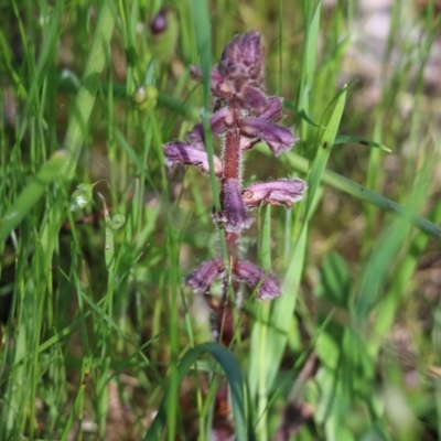 Orobanche minor (Broomrape) at Wodonga, VIC - 8 Oct 2022 by KylieWaldon