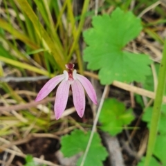 Caladenia fuscata (Dusky Fingers) at Stromlo, ACT - 9 Oct 2022 by HughCo