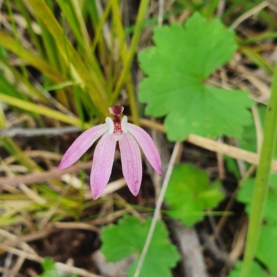 Caladenia fuscata (Dusky Fingers) at Stromlo, ACT - 9 Oct 2022 by HughCo