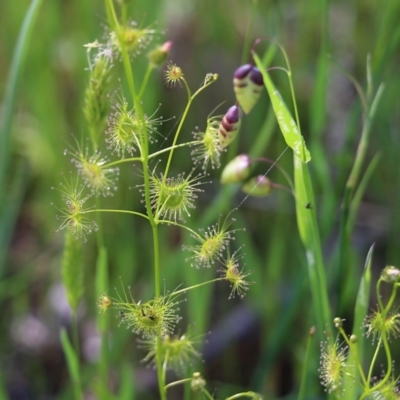 Drosera sp. (A Sundew) at Wodonga, VIC - 8 Oct 2022 by KylieWaldon