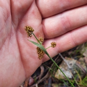 Luzula densiflora at Molonglo Valley, ACT - 9 Oct 2022