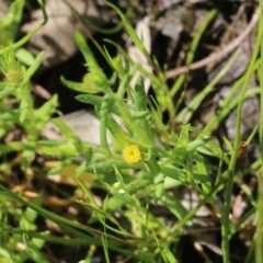 Triptilodiscus pygmaeus (Annual Daisy) at Wodonga, VIC - 8 Oct 2022 by KylieWaldon