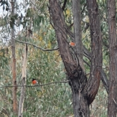 Petroica boodang at Molonglo Valley, ACT - 9 Oct 2022