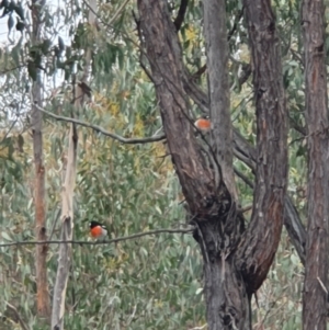 Petroica boodang at Molonglo Valley, ACT - 9 Oct 2022 02:16 PM