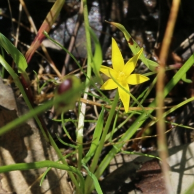 Pauridia vaginata (Yellow Star) at Wodonga, VIC - 8 Oct 2022 by KylieWaldon