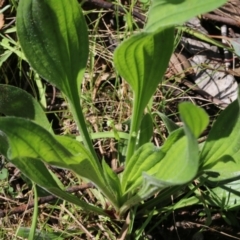 Plantago lanceolata (Ribwort Plantain, Lamb's Tongues) at Wodonga, VIC - 8 Oct 2022 by KylieWaldon